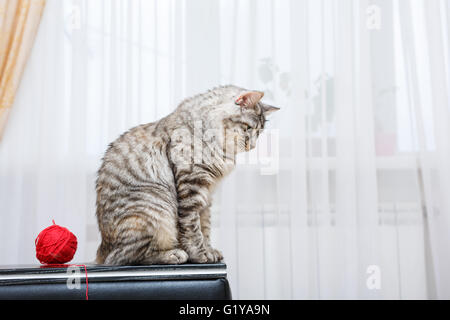 Curili Bobtail cat. Sfera di filato. Thoroughbred cat. Carino e divertente gattino. Il Pet. Foto Stock