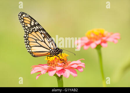 Farfalla monarca sulla luce rosa Zinnia fiore nel giardino estivo soleggiato Foto Stock