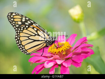 Farfalla monarca su di un rosa intenso Zinnia Foto Stock