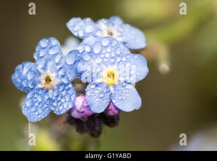 Myosotis, dimenticare-me-non fiori con gocce di rugiada nel sole al mattino Foto Stock