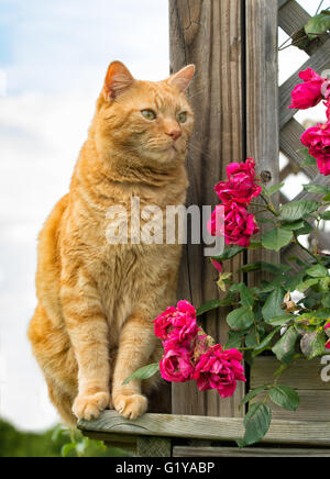 Lo zenzero tabby cat seduti sul lato esterno di una veranda in legno Foto Stock