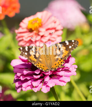 Dipinto di Lady butterfly su una rosa Zinnia nel giardino estivo Foto Stock