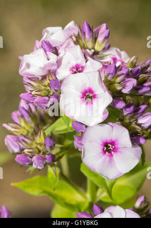 Bella luce viola Phlox fiorisce nel giardino estivo Foto Stock