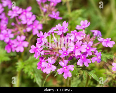Viola la verbena prateria fiori in primavera Foto Stock