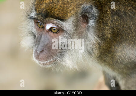 Macaco. Foto Stock