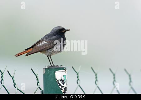 Codirosso spazzacamino Phoenicurus ochruros maschio con cibo per giovani Camargue Provenza Francia Foto Stock