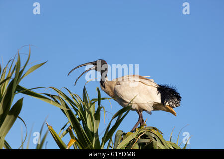 Australian White Ibis (Threskiornis molucca) seduto su albero, Caloundra, Queensland, Australia Foto Stock
