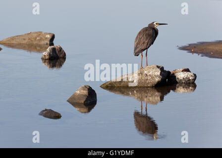 Di fronte bianco-Airone rosso (Ardea novaehollandiae) seduta su pietra nel rock pool, Caloundra, Queensland, Australia Foto Stock