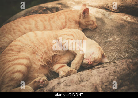 Due gatti sono dormire su di una roccia al di fuori Foto Stock