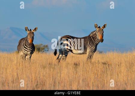 Capo zebre di montagna (Equus zebra zebra), stando in erba secca, nella luce della sera, Mountain Zebra National Park Foto Stock