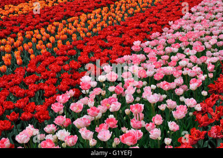 Letto di fiori di rosa e arancio tulipani (Tulipa), Keukenhof Lisse, Paesi Bassi Foto Stock