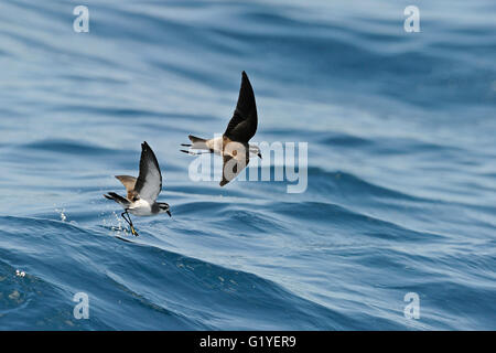 Di fronte bianco-storm petrel (noto anche come fregata Petrel) Pelagodroma marina Hauruki Golfo Nuova Zelanda Foto Stock