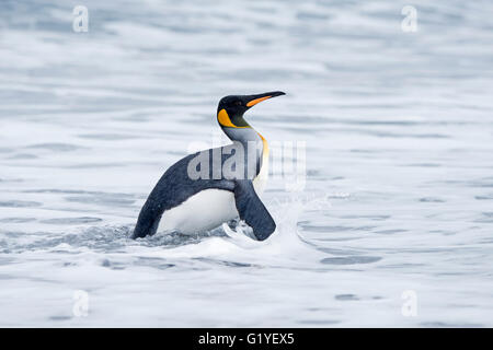 Re Penguin Aptenodytes patagonicus Salisbury Plain Georgia del Sud Foto Stock