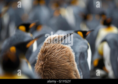 Pinguino reale Aptenodyres patagonicus capretti (Oakum Boy) nella colonia in Holmestrand Georgia del Sud Foto Stock