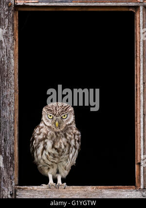 Wild adulto Civetta (Athene noctua) dando uno sguardo intenso all'entrata per la sua nidificazione/roost sito Foto Stock