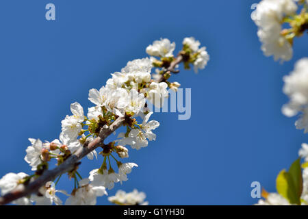 La molla di fiori di ciliegio, Prunus Cerasus avium Foto Stock