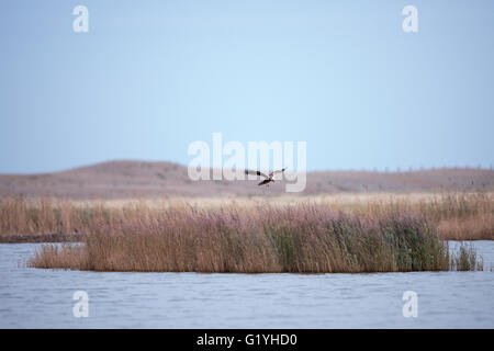 Falco di palude Circus aeruginosus oltre Watling acqua, Papa's Marsh Salthouse Norfolk Novembre Foto Stock