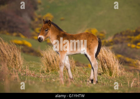 Exmoor pony puledro , Exmoor. Foto Stock