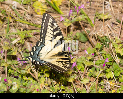 Vista dorsale di una tigre orientale a coda di rondine di alimentazione a farfalla sulla rosa fiori Henbit Foto Stock