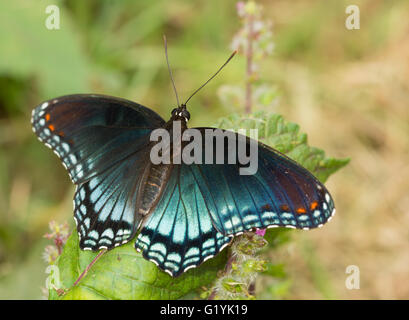 Pezzata di rosso porpora Admiral butterfly poggiante su un dipinto di Ortica foglie nel giardino estivo Foto Stock