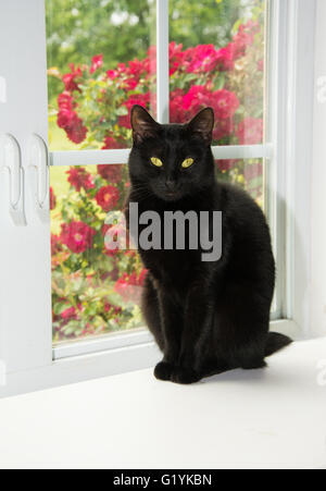 Bellissimo gatto nero seduto di fronte a una finestra bianca, guardando il visore, con rose sullo sfondo Foto Stock