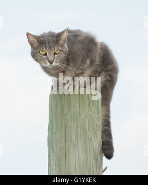 Blue tabby cat sulla sommità di un palo da recinzione, guardando la paura di qualcosa Foto Stock