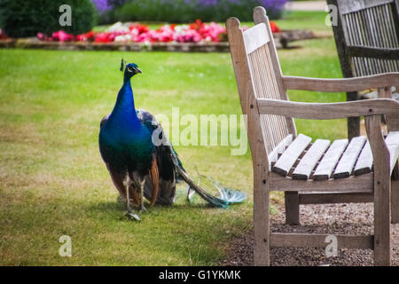 Peacock e panca Foto Stock