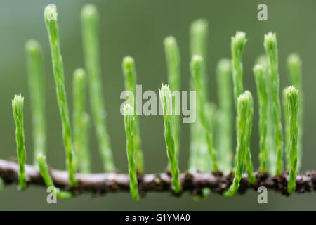 Taxodium ascendens 'Nutans' germogli freschi dal ramo. La nuova crescita su un arbusto nella famiglia Taxodiaceae, noto anche come pond cypress Foto Stock