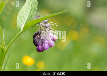 Close-up di fiori viola su una pianta chiamata comune o comfrey comphrey, consolida, che fiorisce in un prato verde. Foto Stock