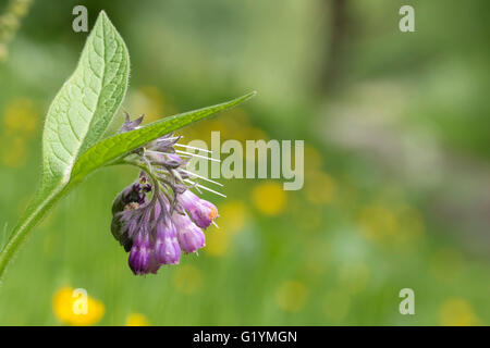 Close-up di fiori viola su una pianta chiamata comune o comfrey comphrey, consolida, che fiorisce in un prato verde. Foto Stock