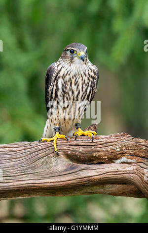 Merlin femmina in piedi su un moncone Foto Stock