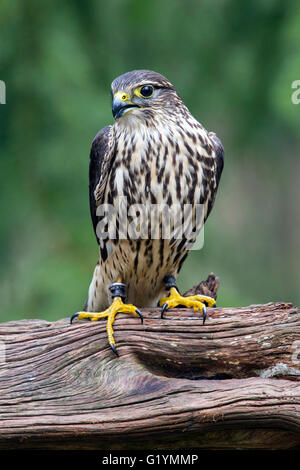 Merlin femmina in piedi su un moncone Foto Stock