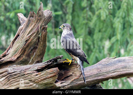 Merlin femmina in piedi su un moncone Foto Stock