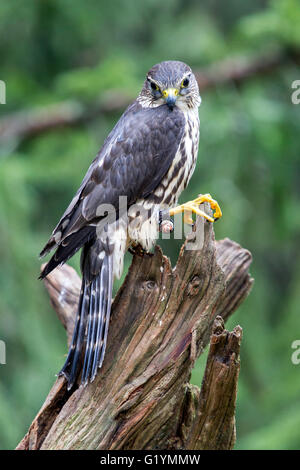 Merlin femmina in piedi su un moncone Foto Stock