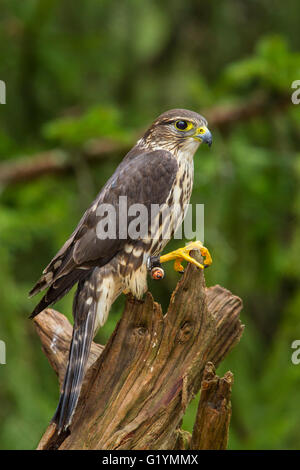 Merlin femmina in piedi su un moncone Foto Stock