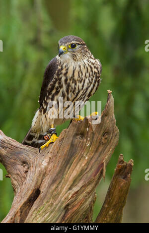 Merlin femmina in piedi su un moncone Foto Stock