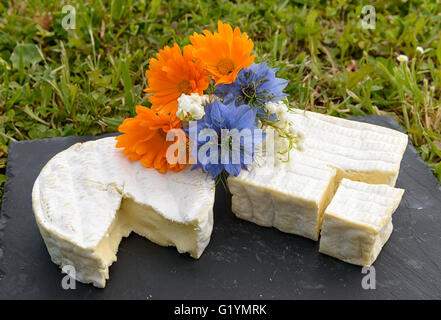 Un normandie formaggio francese su una piastra con fiori Foto Stock