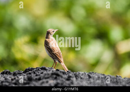 Paddyfield Pipit, è un allevatore residente nella macchia aperta, prati e coltivazioni in Asia del sud-est delle Filippine Foto Stock