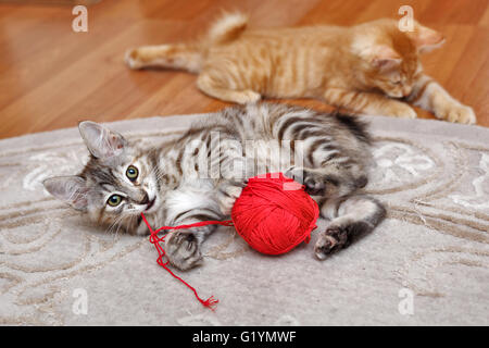 Curili Bobtail cat giocando con una palla di filato. Rosso e grigio gattino. Thoroughbred cat. Carino e divertente gattino. Il Pet. Foto Stock