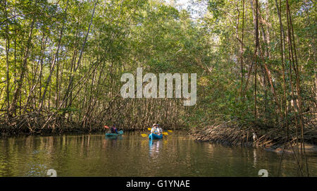 Penisola di OSA, COSTA RICA - Persone paddle kayak sul fiume nella palude di mangrovie. Foto Stock