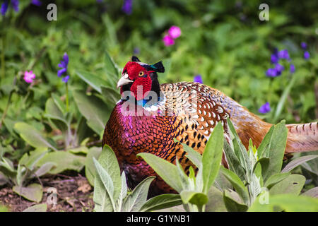 Fagiani selvatici in Foto Stock