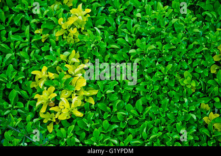 Lussureggiante siepe di pianta sempreverde con proprietà funzione di separazione lussureggiante siepe di pianta sempreverde con proprietà functio di separazione Foto Stock