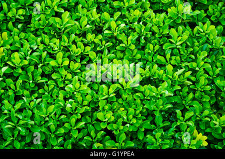 Lussureggiante siepe di pianta sempreverde con proprietà funzione di separazione lussureggiante siepe di pianta sempreverde con proprietà functio di separazione Foto Stock