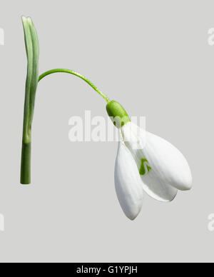 Bellissimo fiore snowdrop isolata sulla superficie grigia. Foto Stock