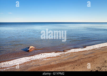 Giornata di sole presso il Mar Baltico in una molla. Foto Stock