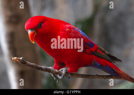 Red Parrot su un brunch. Foto Stock