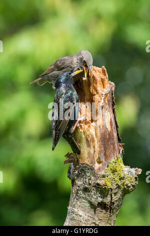 Un adulto comune (Starling Sternus vulgaris) alimenta un uccellino accattonaggio mentre appollaiato su un vecchio ramo. Foto Stock