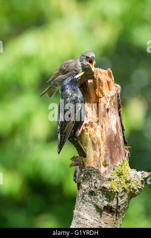 Un adulto comune (Starling Sternus vulgaris) alimenta un uccellino accattonaggio mentre appollaiato su un vecchio ramo. Foto Stock