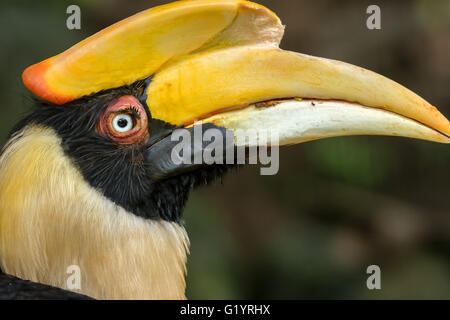 Rhinoceros Hornbill. Foto Stock