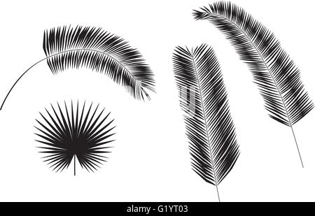 Set di Palm tree lascia sagome isolati su sfondo bianco. Illustrazione Vettoriale